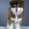 ไจแอนท์-อลาสกัน-มาลามิวท์-lp-puppy