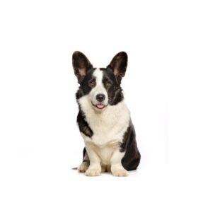 Cardigan Welsh Corgi