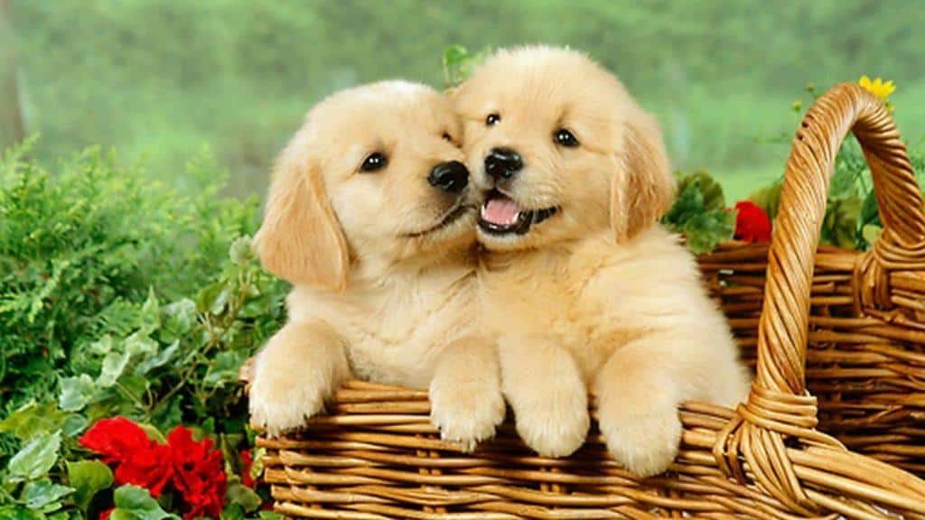 Two puppies in a basketDescription automatically generated
