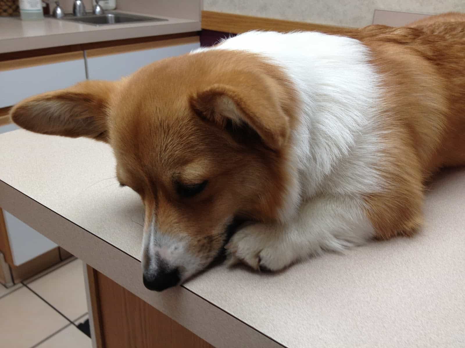 สุนัขคอร์กี้มักเป็นโรคเกี่ยวกับกระดูกสันหลัง