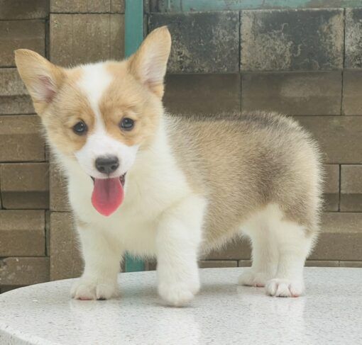 คอร์กี้-lppuppy