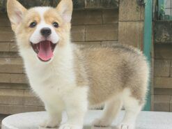คอร์กี้-lppuppy