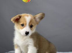 ฟาร์ม-คอร์กี้-lp-puppy