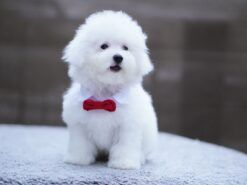 bichon-frise-puppy