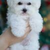 bichon-frise-thailand