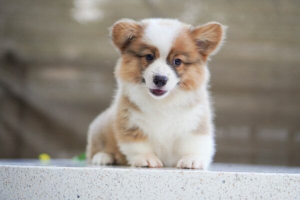 corgi-หมา-น่า-รัก