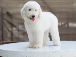 poodle-standard-ราคา