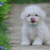 บิชอง ฟริเซ่ - Bichon Frise (ผู้ - BM41)
