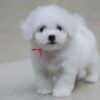 บิชอง ฟริเซ่ - Bichon Frise (ผู้ - BM43)