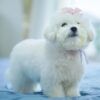 บิชอง ฟริเซ่ – Bichon Frise (ผู้ – BM45)