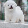 บิชอง ฟริเซ่ – Bichon Frise (ผู้ – BM46)