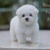 บิชอง ฟริเซ่ – Bichon Frise (เมีย – BM48)