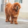 Tibetan Mastiff – สุนัขทิเบตัน มาสทิฟฟ์ -TB06