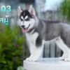 Siberian Husky – เพศผู้ – ( HM03 )