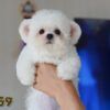 บิชอง ฟริเซ่ – Bichon Frise ( ผู้ – BM59 )