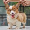 Corgi – ผู้ – ( CM574 )