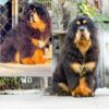 สุนัข ทิเบตัน มาสทิฟฟ์ - Tibetan Mastiff - เพศผู้ - ( TM11 )