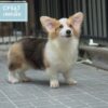 Corgi – Female – ( CF567 )