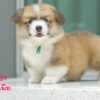 Corgi – เมีย – ( CF91  )