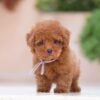 Poodle toy – พุดเดิ้ลทอย – ( เพศเมีย  – PF231)