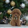 Poodle toy – พุดเดิ้ลทอย – ( เพศผู้  – PM237)