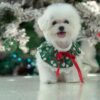 บิชอง ฟริเซ่ – Bichon Frise ( ผู้ – BM73 )