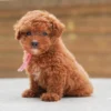Poodle toy – พุดเดิ้ลทอย – ( เพศเมีย – PF245)