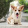 Corgi – Male – ( CM599 )