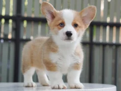 Corgi – Male – ( CM601 )