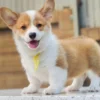 Corgi – Female – ( CF603 )