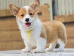 Corgi – Female – ( CF603 )