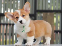 Corgi – Female – ( CF604 )