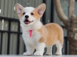 Corgi – Female – ( CF602 )