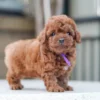 Poodle toy – พุดเดิ้ลทอย – ( เพศเมีย – PF246)