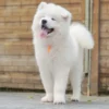 Samoyed - ซามอยด์ – ( ผู้ – SM231 )