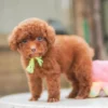 Poodle toy – พุดเดิ้ลทอย – ( เพศเมีย – PF251)