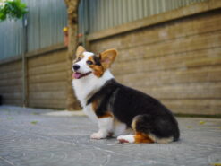 Corgi – male – ( CM607 )
