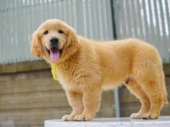 Gloden Retriever – โกลเด้นรีทรีฟเวอร์ ( ผู้ – GRM17 )