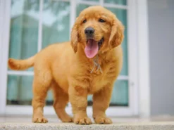 Gloden Retriever – โกลเด้นรีทรีฟเวอร์ ( ผู้ – GRM18)