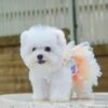 บิชอง ฟริเซ่ – Bichon Frise ( เมีย – BF83)