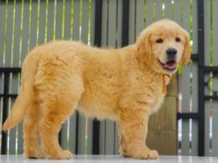 Gloden Retriever – โกลเด้นรีทรีฟเวอร์ ( ผู้ – GRM16 )